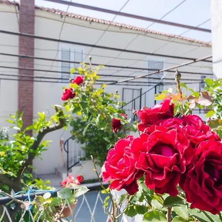 Willa Dalmatian Gem *