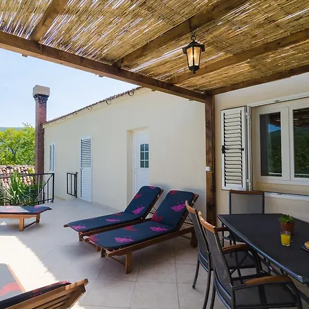 Dalmatian Gem Willa Gruda